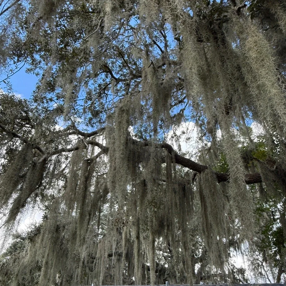 Spanish Moss Live Fresh Pick 1 Gallon Southern Oak Tree Florida Air Plant Craft